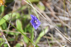 Campanula rotundifolia