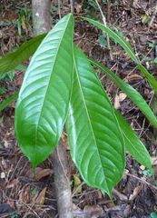 Strephonema pseudocola