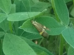 Nemophora degeerella