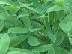 Nemophora degeerella