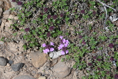 Thymus reverdattoanus