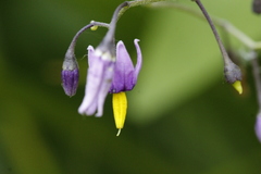 Solanum dulcamara