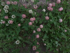 Trifolium hybridum
