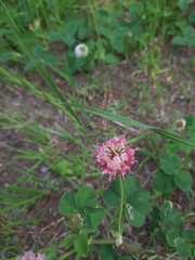Trifolium hybridum