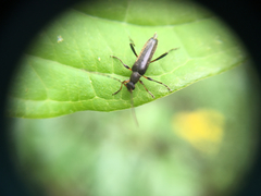 Grammoptera ruficornis