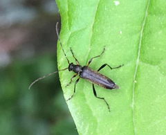 Grammoptera ruficornis