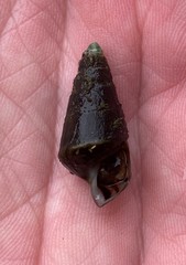 Pleurocera annulifera