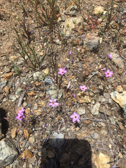 Leptosiphon ambiguus