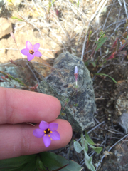 Leptosiphon ambiguus