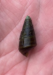 Pleurocera annulifera