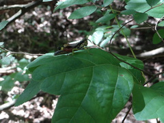 Dendrotettix quercus