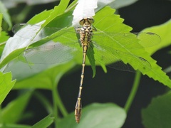 Platygomphus dolabratus