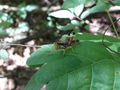 Dendrotettix quercus