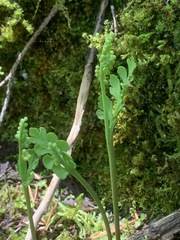 Botrychium minganense