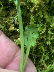 Botrychium minganense