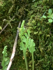 Botrychium minganense