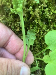 Botrychium minganense