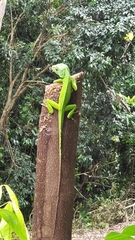 Anolis cuvieri