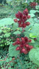 Rubus phoenicolasius