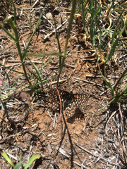Euphydryas editha bayensis