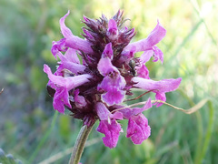 Betonica officinalis