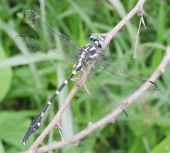Macrogomphus annulatus