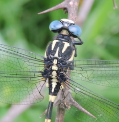 Macrogomphus annulatus