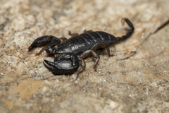 Opisthacanthus validus