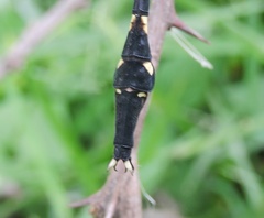 Macrogomphus annulatus