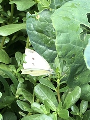 Pieris rapae
