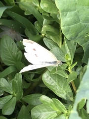Pieris rapae