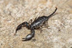 Opisthacanthus validus