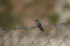 Colibri serrirostris