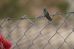 Colibri serrirostris