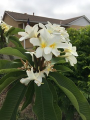 Plumeria