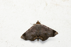 Mecodina albodentata