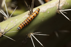 Cactoblastis cactorum