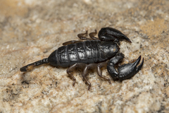 Opisthacanthus validus