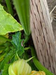 Lepidoptera