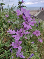 Malva sylvestris