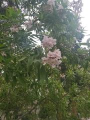 × chitalpa tashkentensis