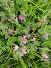 Ononis spinosa procurrens