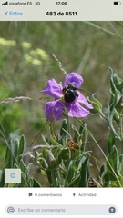 Xylocopa cantabrita