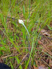 Antennaria neglecta