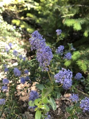 Ceanothus parvifolius