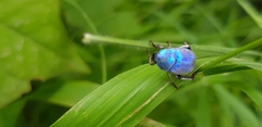 Hoplia coerulea