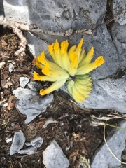 Anthyllis vulneraria