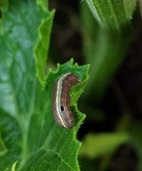 Lepidoptera