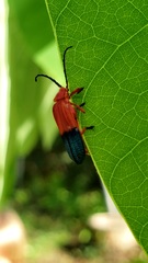 Thonalmus chevrolati