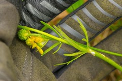 Ranunculus rhomboideus